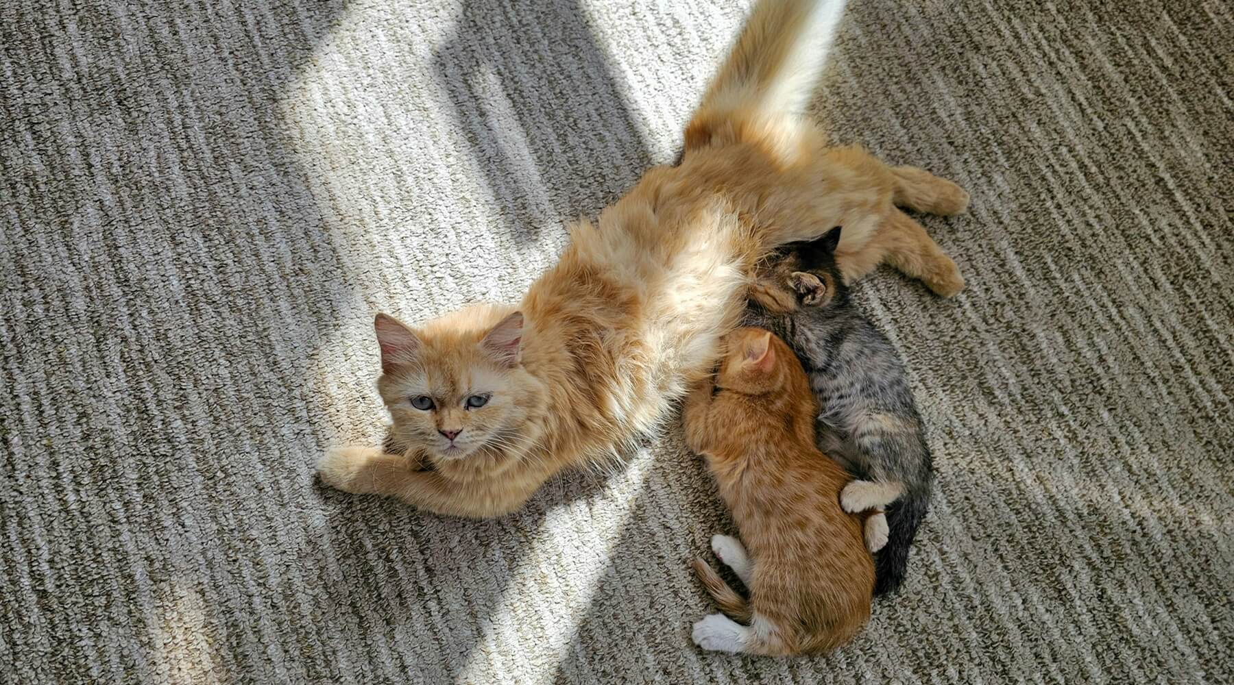 A brown mother cat lies on a gray carpet, nursing two kittens, while dreaming of a home with multiple cat scratchers to keep her little ones entertained